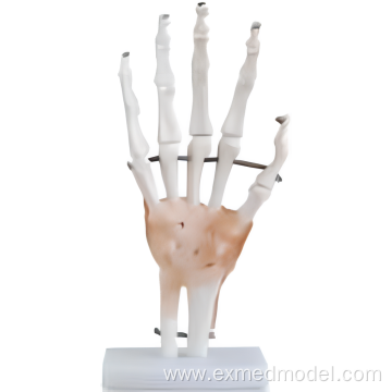 Life-size Hand Joint with Ligaments